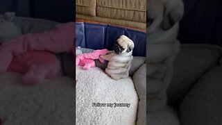 Pug is just tryin to play with his toy