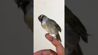 Pássaro cantando