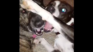 14 seconds of NO NEWS! Just feel good love between Bruno the pitbull and Lily the plott hound!