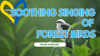 🌳🎶Soothing Singing of Forest Birds🕊️