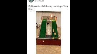 Baby ducklings play on a slide