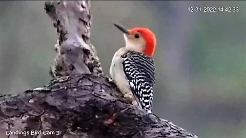 Red Bellied Woodpecker Foraging for Insects 🌲 12/31/22 14:38