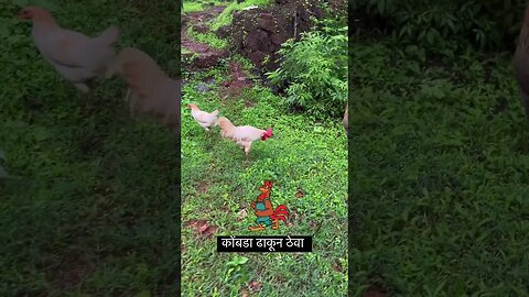 कोंबडा ढाकून ठेवा 🐓