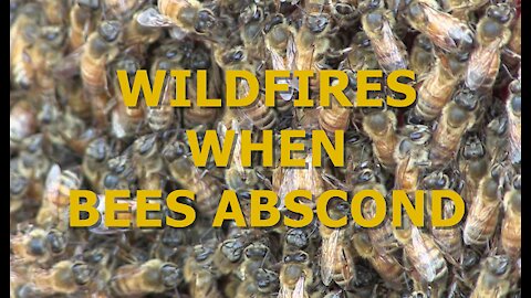 HOMESTEAD BEEKEEPING - When Honeybees Abscond