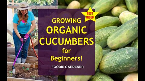Growing ORGANIC Cucumbers for BEGINNERS 🌿 Grow Cucumbers in a Raised Garden Bed (Foodie Gardener)
