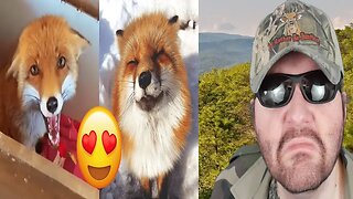 Fox - Hilarious And Cute Videos And Tik Toks Compilation (GOA) REACTION!!! (BBT)