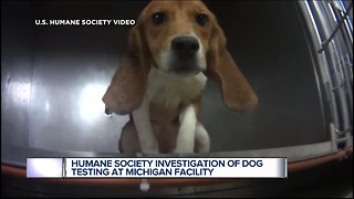Dogs injected with pesticides, drugs at animal testing lab in Michigan, says U.S. Humane Society
