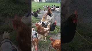 Happy Hens and Mostly Good Roosters #chickens #raisingchickens #chickenshorts