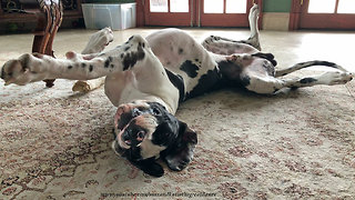 Laid Back Great Dane Loves To Sleep On His Back