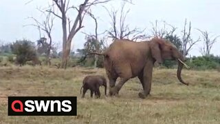 Rescued baby elephant is reunited with mum after getting stuck in water hole