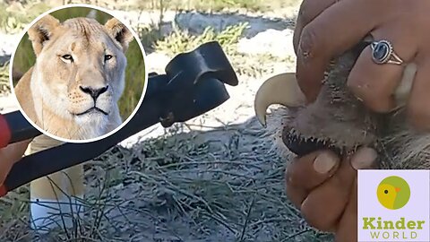 Ever wonder how to cut a lion's nails?