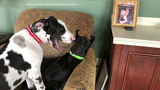 Vocal pup really wants to climb on Great Dane's chair