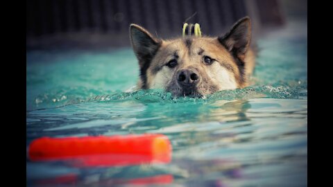 Teaching My Dogs How To Swim