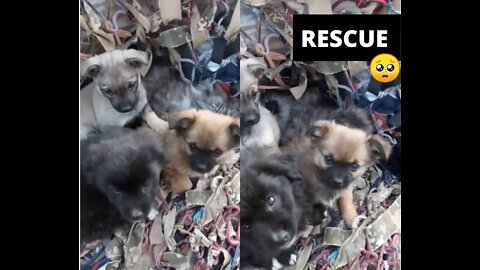 Rescue cute abandoned puppies / Resgate lindos Cachorrinhos abandonados