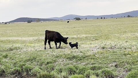 Little Pup Runs Into An Unlikely Friend