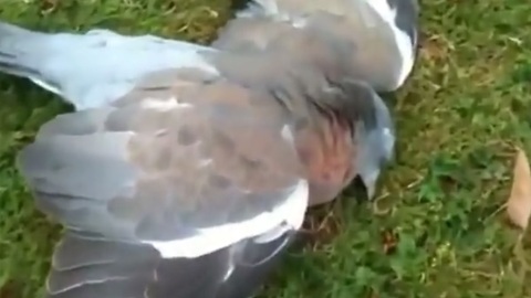 "Drunk" pigeon indulges on fermented fruit