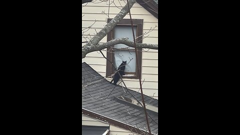 Black Cat Breaking into House