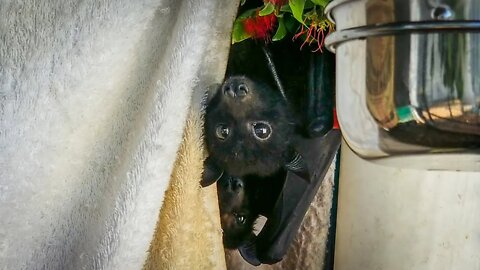 See Gorgeous Flying Fox Mums With Babies In Jeannie's Bat Aviary Maternity Creche for Rescued Bats