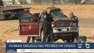 Human smuggling probed in crash