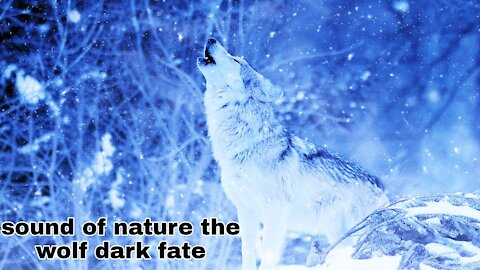 sound of nature the wolf dark fate
