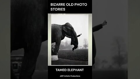 TAMED ELEPHANT - Bizarre Ancient Photo Stories