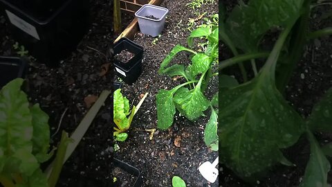 Exponential Tomato Growth