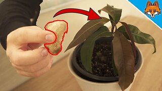 Put a Mango Seed in Soil and WATCH WHAT HAPPENS 💥 (Grow a Mango Tree) 🤯
