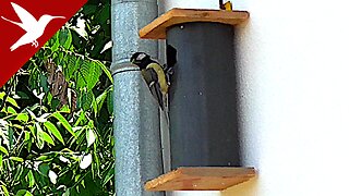 The Birds Nesting Two Months After - Great Tit - Parus major