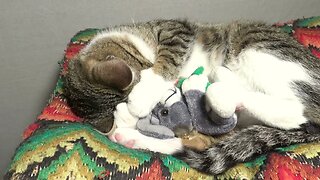 Cat Gets His Mouse Toy