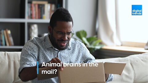 Animal brains in the mail?