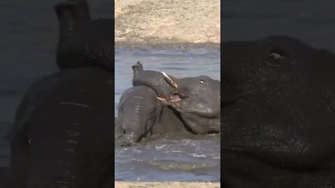Bathtime For Elephants #shorts