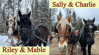 Let's Switch Things Up! // Mixing Our DRAFT HORSE Teams!