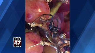 Woman finds black widow in grapes