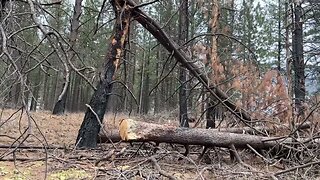 Cleaning up the land getting it ready for the cows to pasture in spring Episode 6