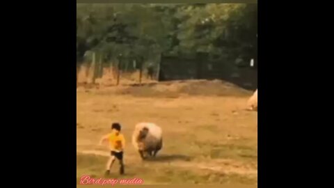 when sheep pick on kids