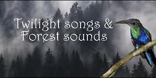 Twilight Songs & Forest Sounds