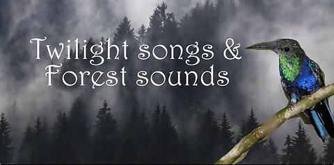 Twilight Songs & Forest Sounds