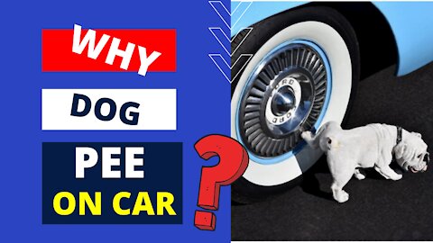 why dog pee on car