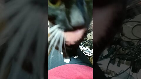 cat says it's bedtime #shortsfeed #kitty #kittycat #shortsvideo #catvideos #cat