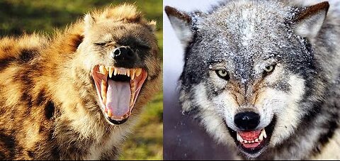 hyena vs wolf real fight | wolf vs hyena who would win