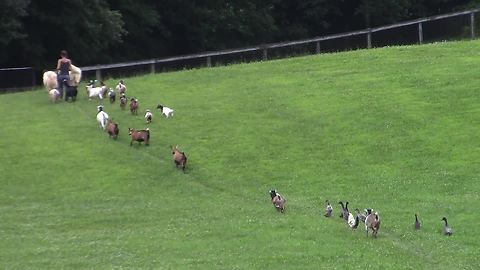 Dogs, ducks, goats and chickens walk in single file line