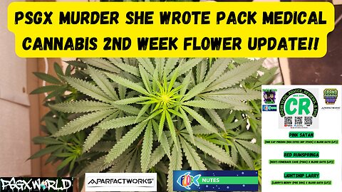 Prairie State Genetix Murder She Wrote Pack Medical Cannabis 2nd week flower/bloom update video!!