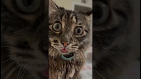 #shorts Смешные Коты Из Тик Тока 124 Funny Cats From Tiktok