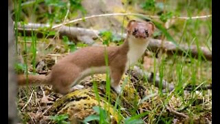 Energetic stoat caught doing flips in the grass