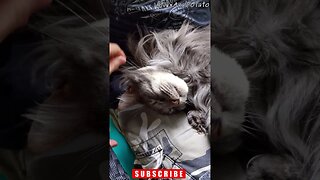 Sleeping Maine Coon Is a Very Contented Cat