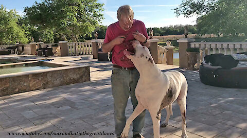Great Dane Loves Leaning and Getting Loved ~ 1500th You Tube Video