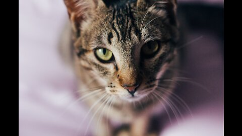 CAT MOM DOESN'T WANT TO BE LICKED BY HER DAUGHTER AND GETS NERVOUS