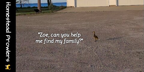 The Little Lost Gosling