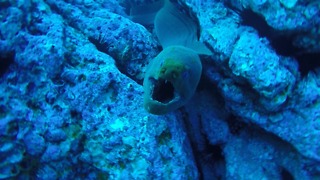 Diver Encounters GIANT Moray