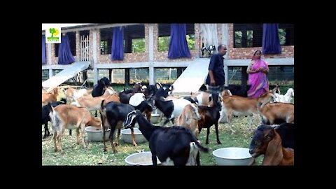 How to Start a Business - Goat Farming Business Ideas with Low Investment and High Profit